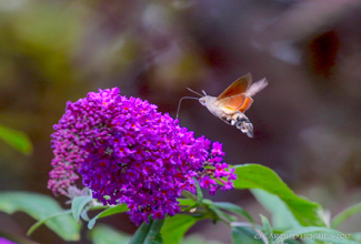 HUMMINGBIRD  HAWKMOTH (Macroglossum stellatarum) 